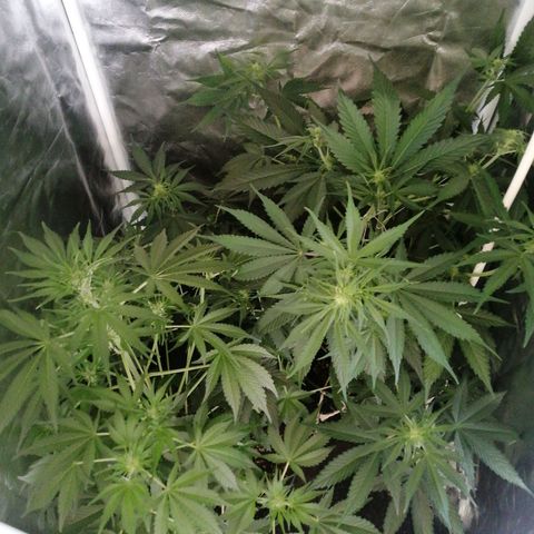 Amnesia auto XXL  growlog timeline photo