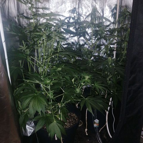 Amnesia auto XXL  growlog timeline photo