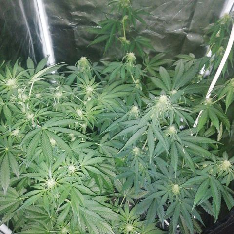 Amnesia auto XXL  growlog timeline photo