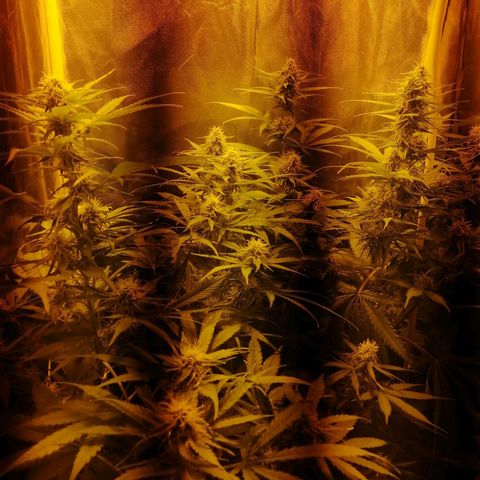 Amnesia auto XXL  growlog timeline photo
