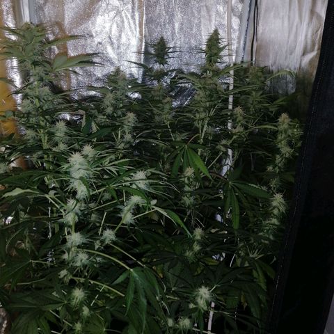 Amnesia auto XXL  growlog timeline photo
