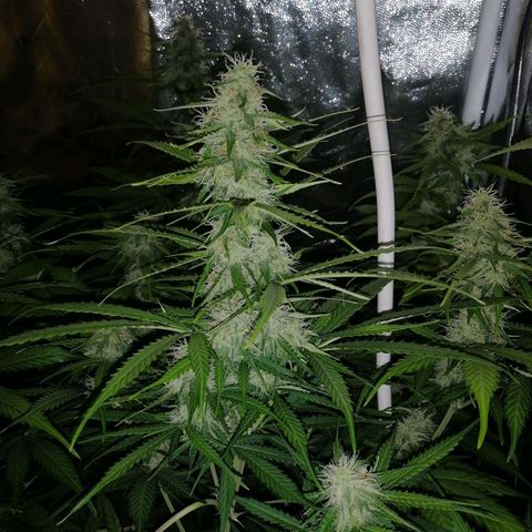 Amnesia auto XXL  growlog timeline photo