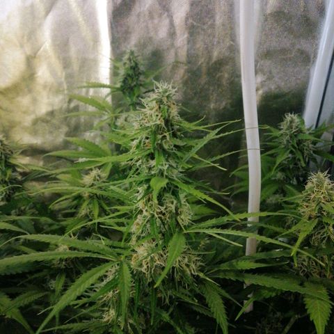 Amnesia auto XXL  growlog timeline photo
