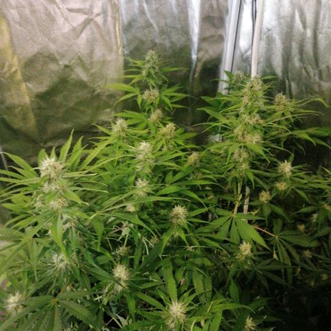 Amnesia auto XXL  growlog timeline photo