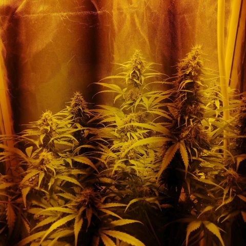 Amnesia auto XXL  growlog timeline photo