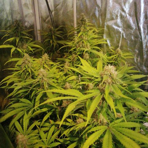 Amnesia auto XXL  growlog timeline photo