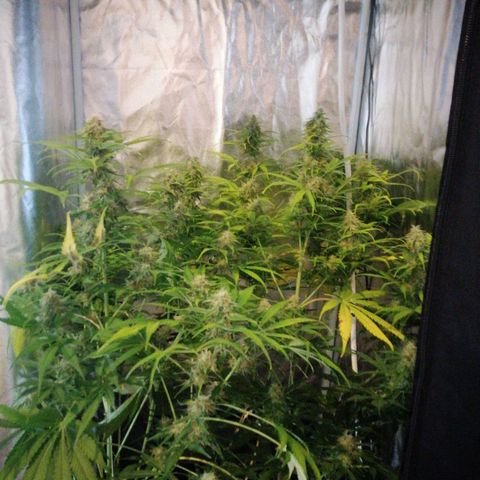 Amnesia auto XXL  growlog timeline photo