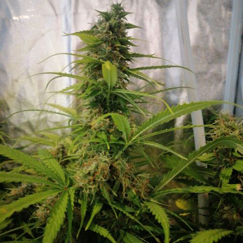 Amnesia auto XXL  growlog timeline photo