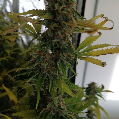 Amnesia auto XXL  growlog timeline photo