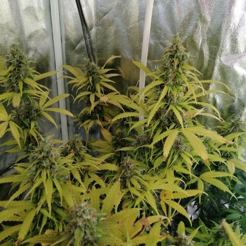 Amnesia auto XXL  growlog timeline photo