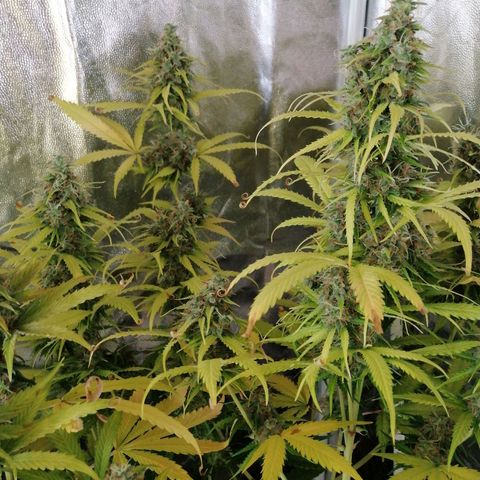 Amnesia auto XXL  growlog timeline photo