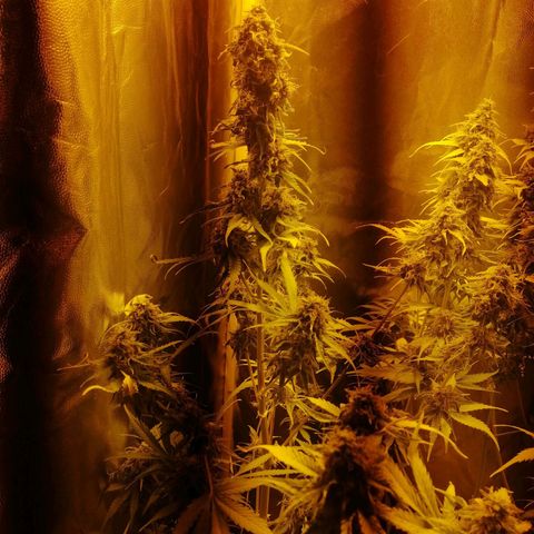 Amnesia auto XXL  growlog timeline photo