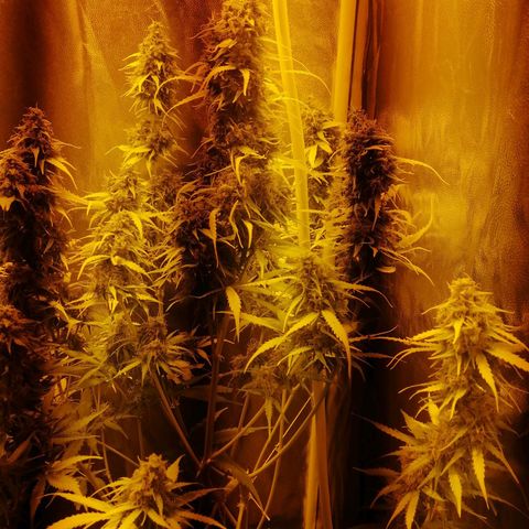 Amnesia auto XXL  growlog timeline photo