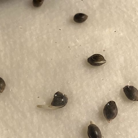 Crimson Cake (Pinky Peninsula Genetics) growlog photo: 2 tails, 2 visual cracks. 50% germination rate after 24 hours.