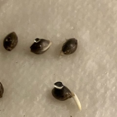 Crimson Cake (Pinky Peninsula Genetics) growlog photo: 2 tails, 2 visual cracks. 50% germination rate after 24 hours.