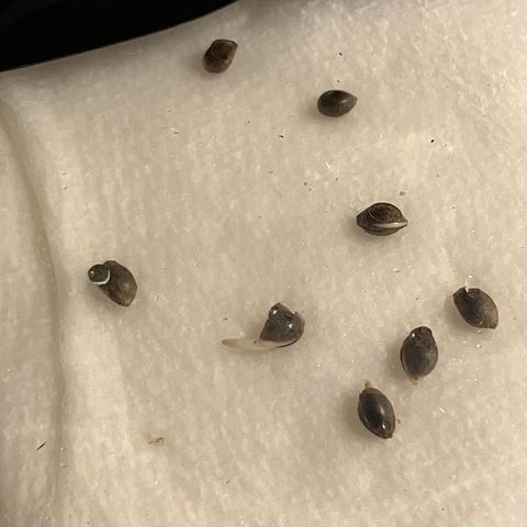 Crimson Cake (Pinky Peninsula Genetics) growlog photo: 2 tails, 2 visual cracks. 50% germination rate after 24 hours.