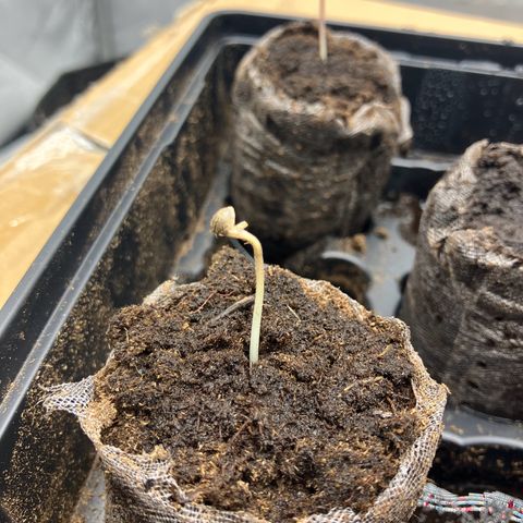 Crimson Cake (Pinky Peninsula Genetics) growlog timeline photo