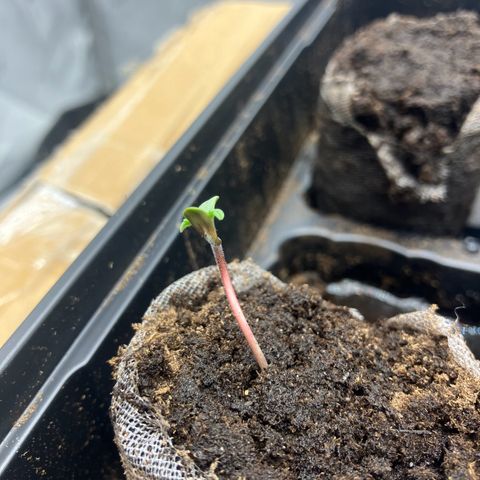 Crimson Cake (Pinky Peninsula Genetics) growlog timeline photo