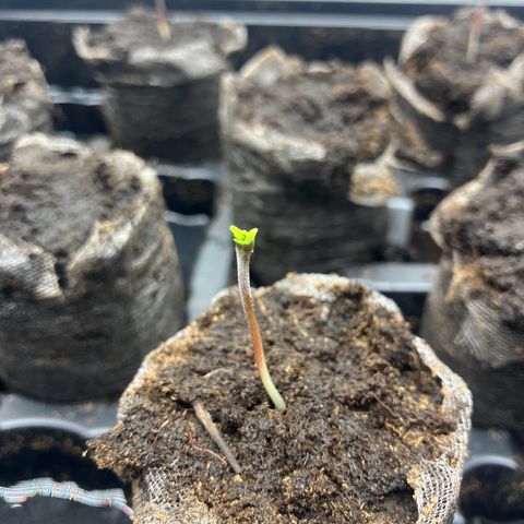 Crimson Cake (Pinky Peninsula Genetics) growlog timeline photo