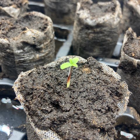 Crimson Cake (Pinky Peninsula Genetics) growlog timeline photo