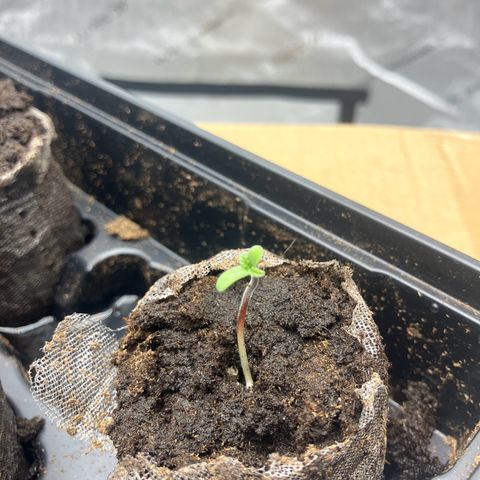 Crimson Cake (Pinky Peninsula Genetics) growlog timeline photo