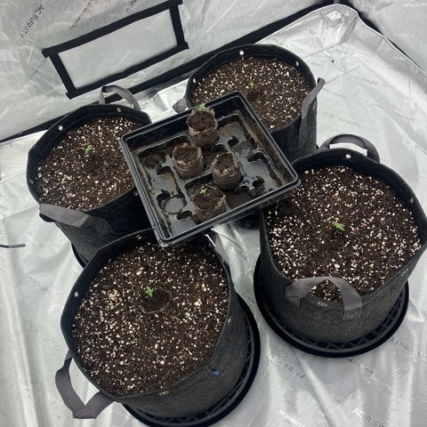 Crimson Cake (Pinky Peninsula Genetics) growlog timeline photo