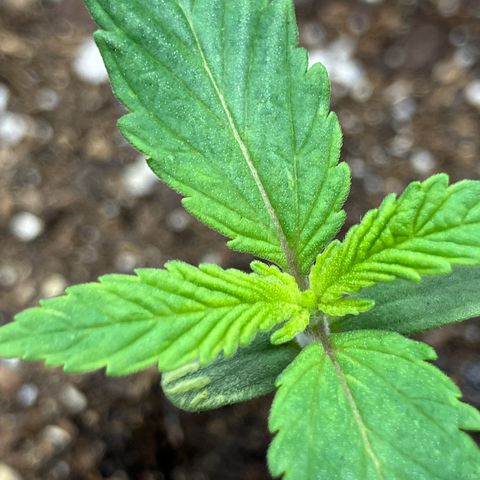 Crimson Cake (Pinky Peninsula Genetics) growlog timeline photo