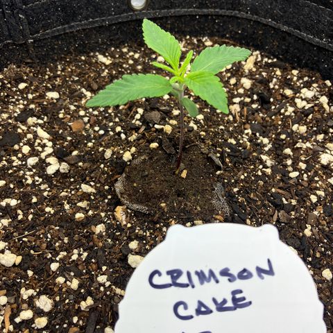 Crimson Cake (Pinky Peninsula Genetics) growlog timeline photo