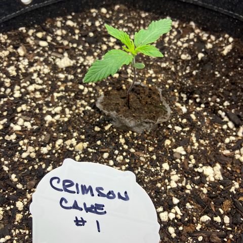 Crimson Cake (Pinky Peninsula Genetics) growlog timeline photo