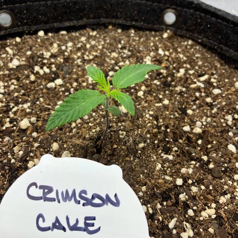 Crimson Cake (Pinky Peninsula Genetics) growlog timeline photo