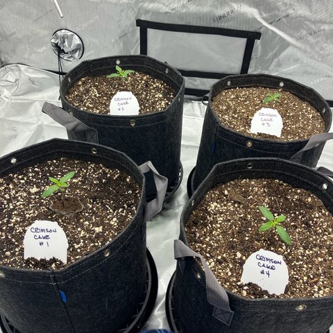 Crimson Cake (Pinky Peninsula Genetics) growlog timeline photo