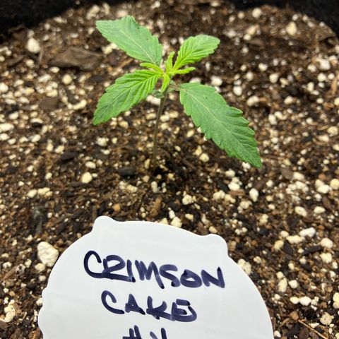 Crimson Cake (Pinky Peninsula Genetics) growlog timeline photo