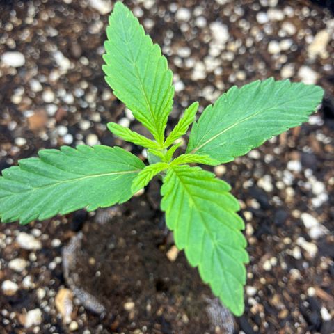 Crimson Cake (Pinky Peninsula Genetics) growlog timeline photo
