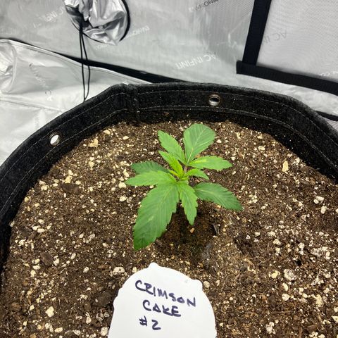 Crimson Cake (Pinky Peninsula Genetics) growlog timeline photo