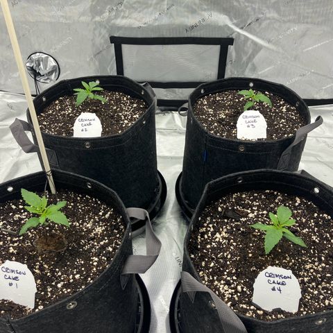 Crimson Cake (Pinky Peninsula Genetics) growlog timeline photo