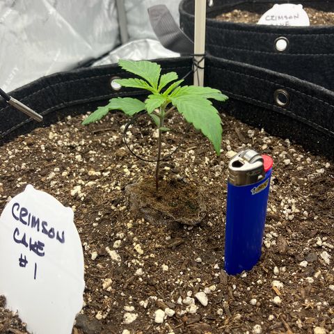 Crimson Cake (Pinky Peninsula Genetics) growlog timeline photo
