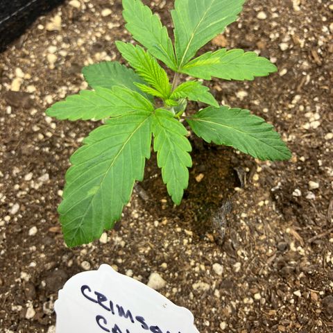 Crimson Cake (Pinky Peninsula Genetics) growlog timeline photo