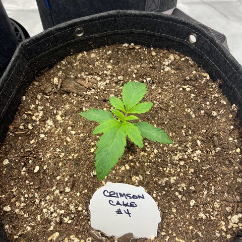 Crimson Cake (Pinky Peninsula Genetics) growlog timeline photo