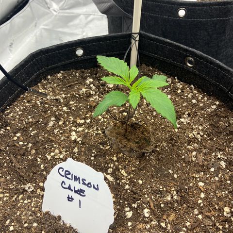 Crimson Cake (Pinky Peninsula Genetics) growlog timeline photo