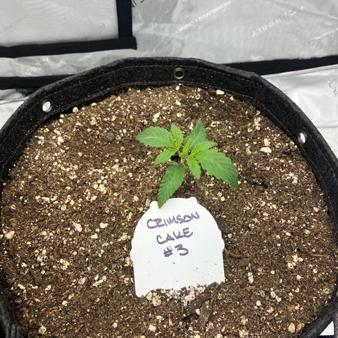 Crimson Cake (Pinky Peninsula Genetics) growlog timeline photo