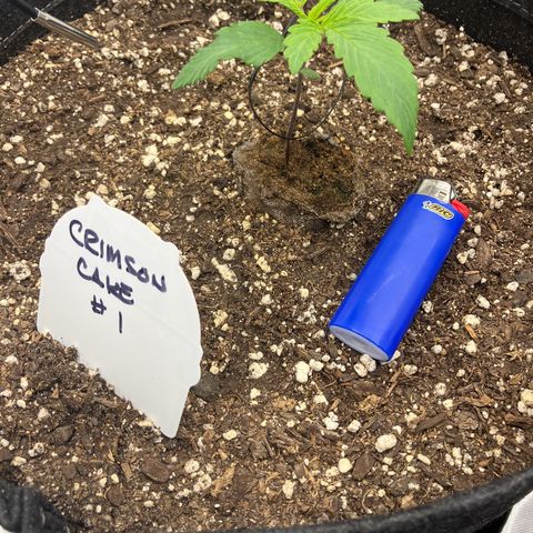 Crimson Cake (Pinky Peninsula Genetics) growlog timeline photo