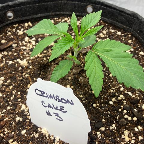Crimson Cake (Pinky Peninsula Genetics) growlog timeline photo