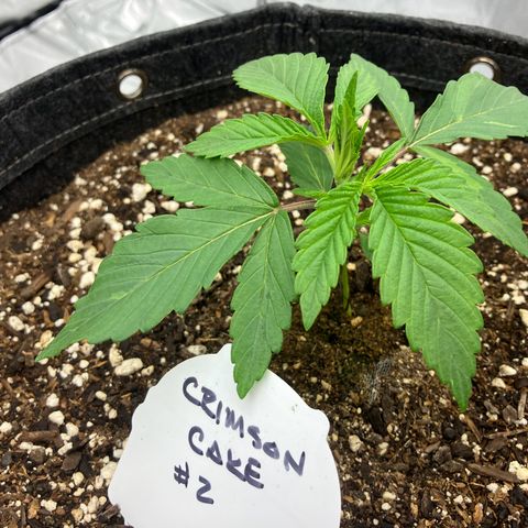 Crimson Cake (Pinky Peninsula Genetics) growlog timeline photo