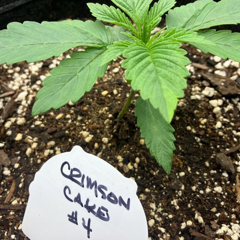 Crimson Cake (Pinky Peninsula Genetics) growlog timeline photo