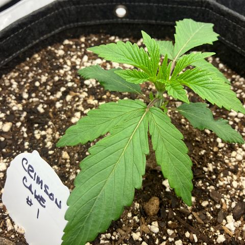 Crimson Cake (Pinky Peninsula Genetics) growlog timeline photo