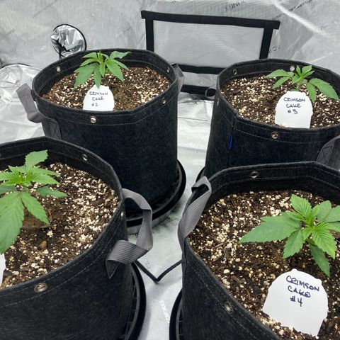 Crimson Cake (Pinky Peninsula Genetics) growlog timeline photo