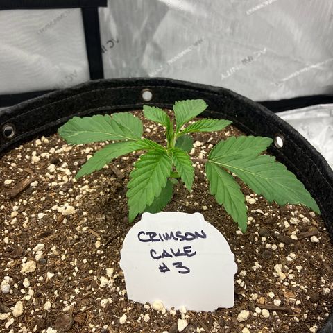 Crimson Cake (Pinky Peninsula Genetics) growlog timeline photo