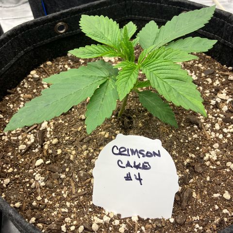 Crimson Cake (Pinky Peninsula Genetics) growlog timeline photo