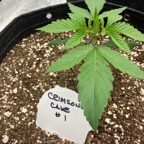 Crimson Cake (Pinky Peninsula Genetics) growlog timeline photo