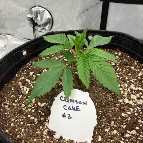 Crimson Cake (Pinky Peninsula Genetics) growlog timeline photo